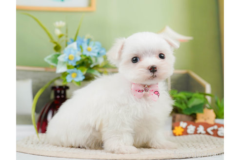 成約済の神奈川県のマルチーズ-310349の2枚目