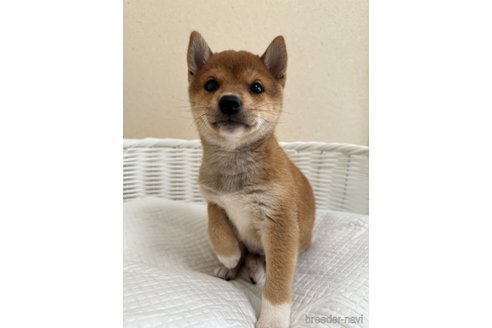 成約済の兵庫県の豆柴-310352の1枚目