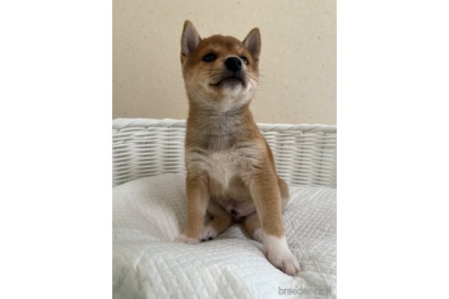 成約済の兵庫県の豆柴-310352の2枚目