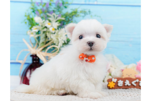 成約済の神奈川県のマルチーズ-310355の7枚目