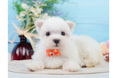 成約済の神奈川県のマルチーズ-310355の6枚目