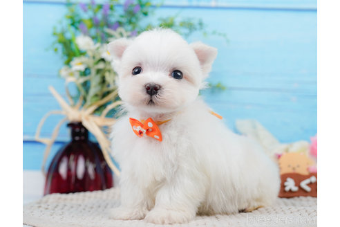 成約済の神奈川県のマルチーズ-310355の5枚目