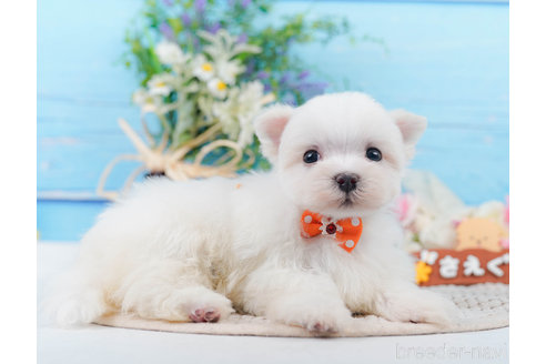 成約済の神奈川県のマルチーズ-310355の3枚目