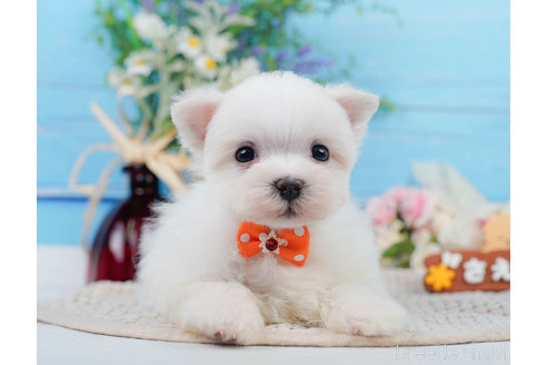 成約済の神奈川県のマルチーズ-310355の2枚目