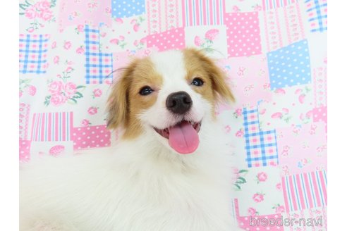 成約済の千葉県のパピヨン-285037の4枚目