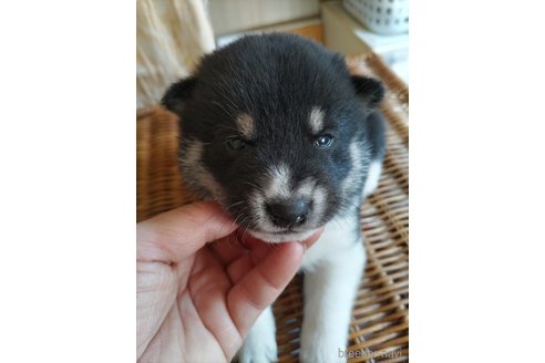 販売中の千葉県の柴犬-310652