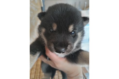 成約済の千葉県の柴犬-310651