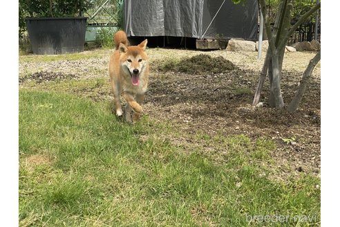 成約済の岡山県の柴犬-310413の5枚目