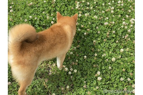 成約済の岡山県の柴犬-310413の4枚目