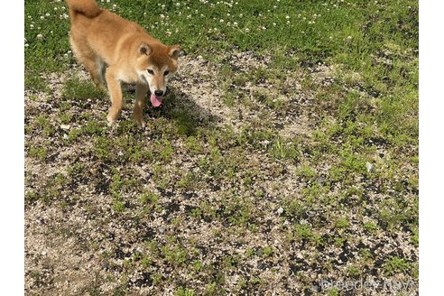 成約済の岡山県の柴犬-310413の3枚目