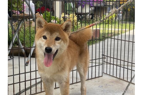 販売中の岡山県の柴犬-310413の1枚目