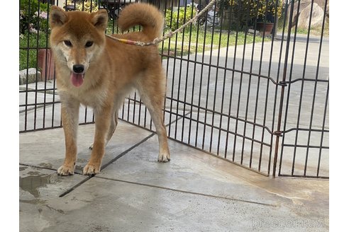 販売中の岡山県の柴犬-310413の2枚目