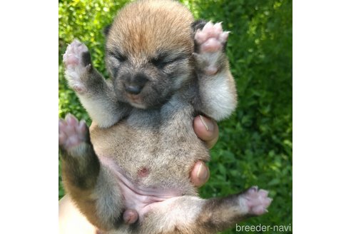 成約済の岐阜県の柴犬-308391の12枚目
