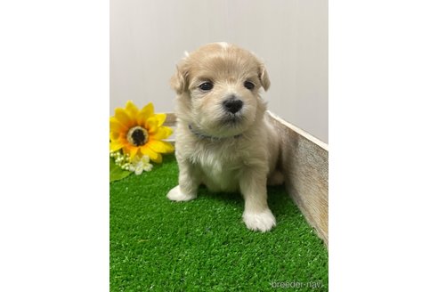 成約済の滋賀県のマルプー:マルチーズ×トイプードル-308799の13枚目