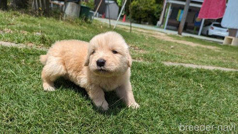 成約済の熊本県のゴールデンレトリーバー-306410の24枚目