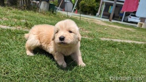 販売中の熊本県のゴールデンレトリーバー-306410の7枚目