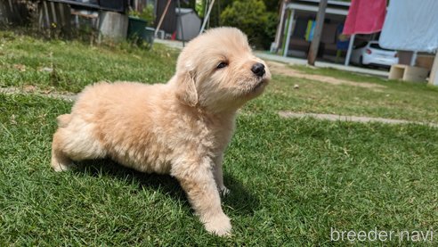 販売中の熊本県のゴールデンレトリーバー-306410の8枚目