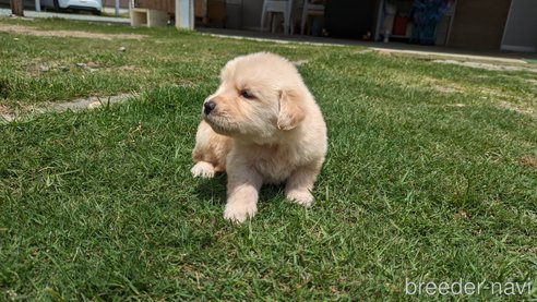 販売中の熊本県のゴールデンレトリーバー-306410の5枚目