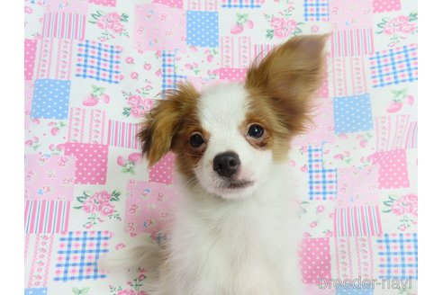 成約済の千葉県のパピヨン-293767の2枚目