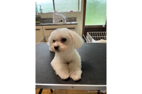 成約済の福岡県のマルチーズ-310482の4枚目