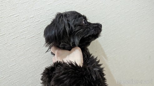 成約済の広島県のチワプー:チワワ×トイプードル-271215の13枚目