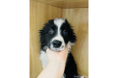 成約済の愛知県のボーダーコリー-299281の3枚目
