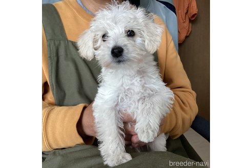 成約済の北海道のミックス犬-301638の1枚目