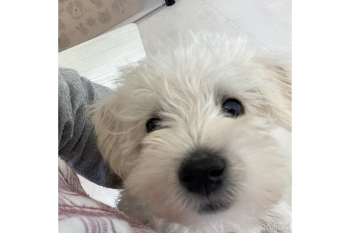 成約済の北海道のミックス犬-301638の6枚目