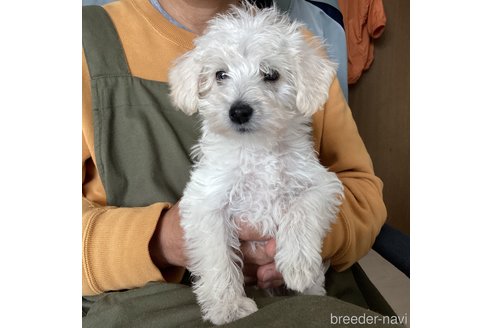 成約済の北海道のミックス犬-301638の5枚目