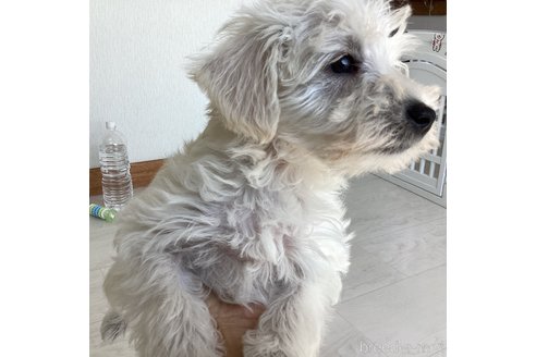 成約済の北海道のミックス犬-301638の4枚目