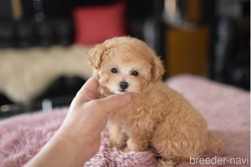 成約済の茨城県のティーカッププードル-305521の2枚目