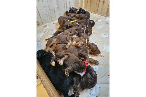 成約済の長野県のミックス犬-310539の16枚目
