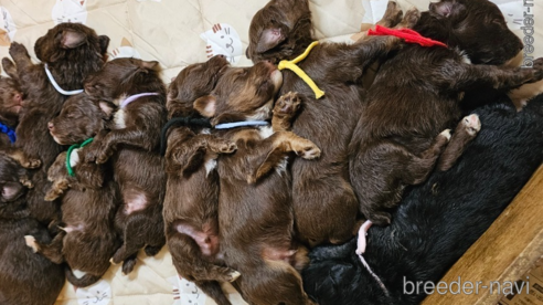 成約済の長野県のミックス犬-310539の15枚目