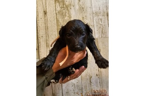 成約済の長野県のミックス犬-310539の14枚目