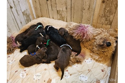 成約済の長野県のミックス犬-310547の17枚目