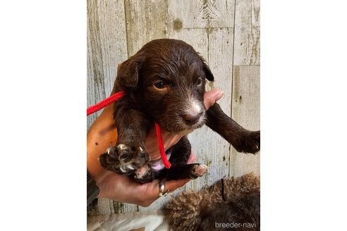成約済の長野県のミックス犬-310547の18枚目