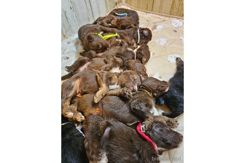 成約済の長野県のミックス犬-310547の14枚目