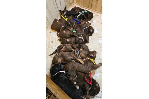 成約済の長野県のミックス犬-310547の13枚目