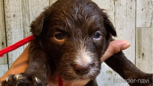 成約済の長野県のミックス犬-310547の12枚目