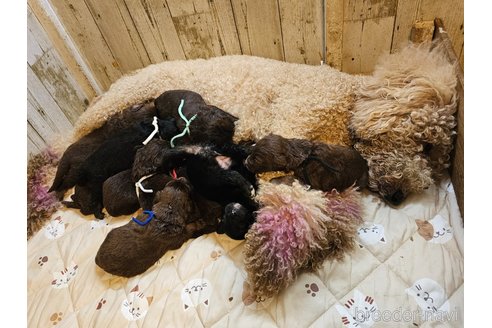 成約済の長野県のミックス犬-310551の18枚目
