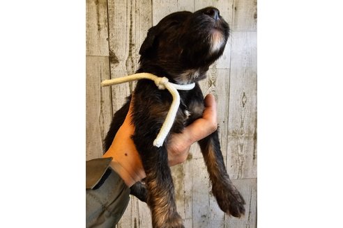 成約済の長野県のミックス犬-310551の19枚目