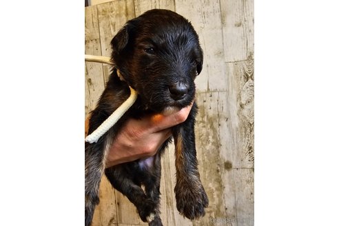成約済の長野県のミックス犬-310551の17枚目