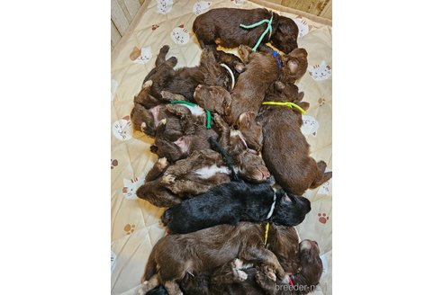 成約済の長野県のミックス犬-310551の15枚目