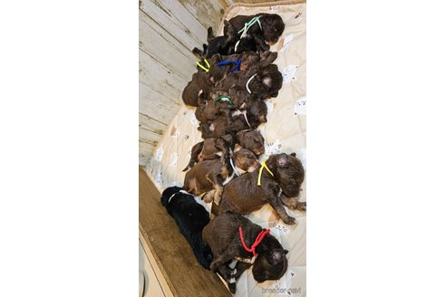 成約済の長野県のミックス犬-310551の14枚目