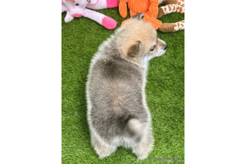 成約済の愛知県のミックス犬-308583の2枚目