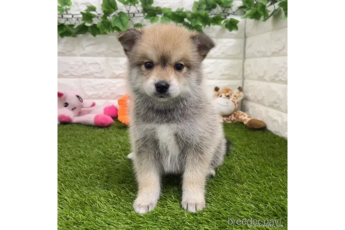 成約済の愛知県のミックス犬-308583の1枚目