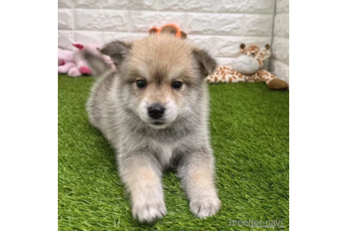 成約済の愛知県のミックス犬-308583の3枚目