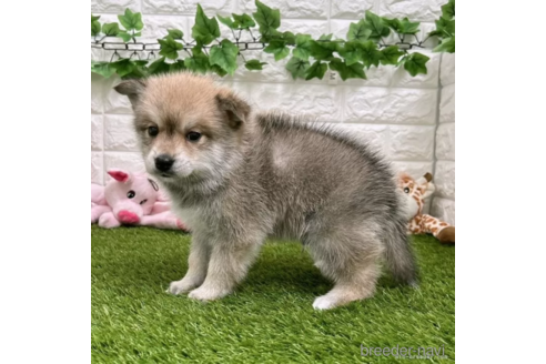 成約済の愛知県のミックス犬-308583の4枚目