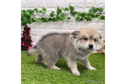 成約済の愛知県のミックス犬-308583の5枚目