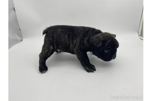 成約済の愛知県のフレンチブルドッグ-310587の3枚目